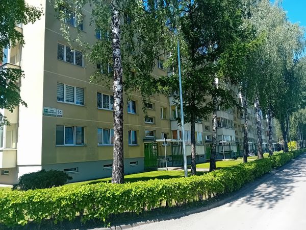 Panevėžys, Tulpės