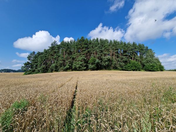 Tauragės r. sav., Būteniai