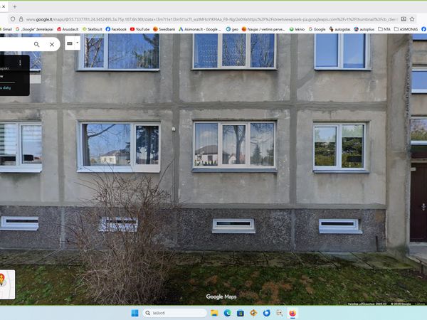 Panevėžys, Tulpės