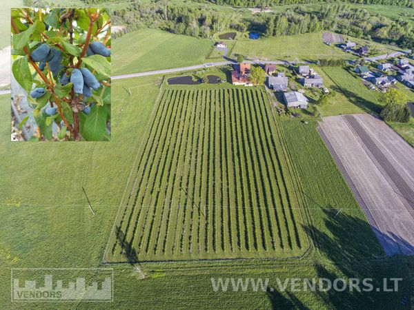 Rietavo sav., Žadvainai