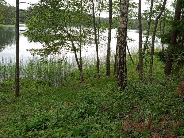 Molėtų r. sav., Damošiškės